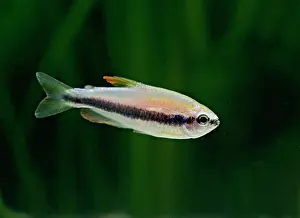Tetra: Purple emperor tetra - side view, tropical freshwater