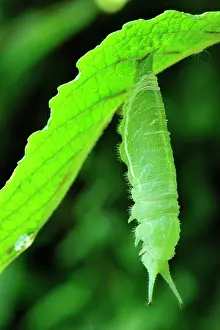Transformation: Purple Emperor transformation from caterpillar to