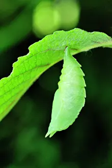 Transformation: Purple Emperor transformation from caterpillar to