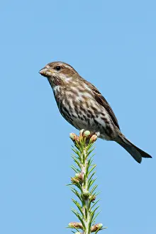 Purpureus: Purple Finch