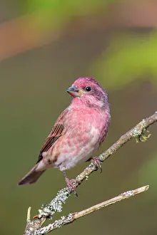 Purpureus: Purple Finch