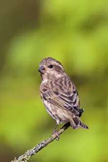 Purpureus: Purple Finch
