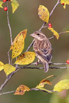Purpureus: Purple Finch