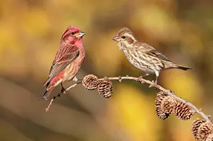 Purpureus: Purple Finch