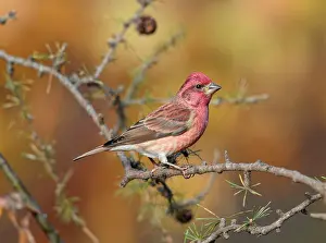 Purpureus: Purple Finch