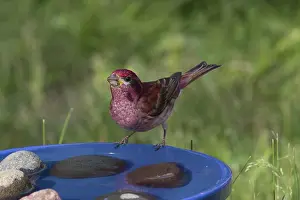 Birdbath: Purple Finch