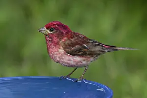 Birdbath: Purple Finch