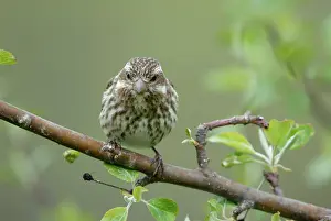 Purpureus: Purple Finch