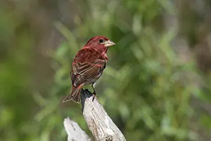Purpureus: Purple Finch