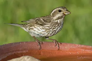 Purpureus: Purple Finch