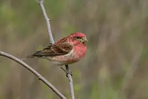 Purpureus: Purple Finch