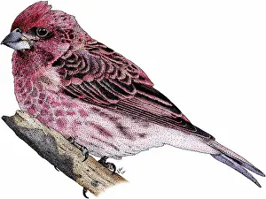 Purpureus: Purple finch