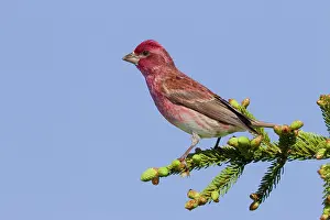 Purpureus: Purple Finch - adult male - spring
