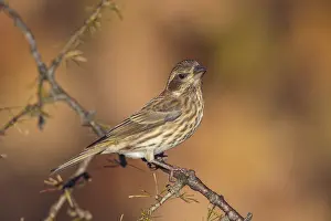 150617: Purple Finch Carpodacus purpureus