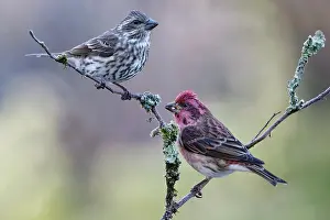 Late: Purple Finch, Carpodacus purpureus. Male and Female. Late Fa