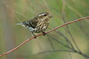 Purpureus: Purple Finch Female