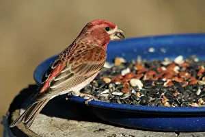 Safflower: Purple Finch Male
