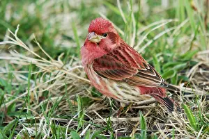 Purpureus: Purple Finch Male