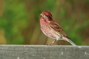 Cocked: Purple Finch Male