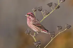 150617: Purple Finch in Winter