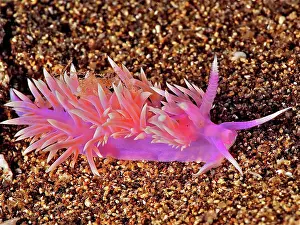 Slug: Purple (Flabellina affinis) thread snail. Dive