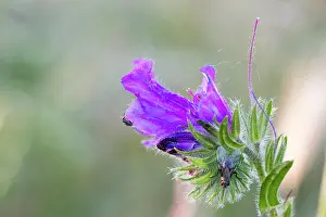 Madrid: Purple flower. Guadarrama National Park, Madrid