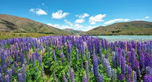 Humilis: Purple flowering Large-leaved lupin (Lupinus polyphyllus)