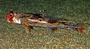 Gurnards: Purple Flying Gurnard, Japanese waters, north Pacific