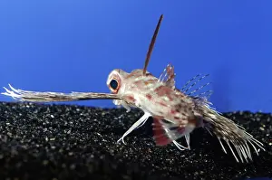 Gurnards: Purple Flying Gurnard, Japanese waters, north Pacific.marin