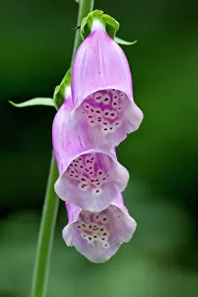 Digitalis: Purple Foxglove