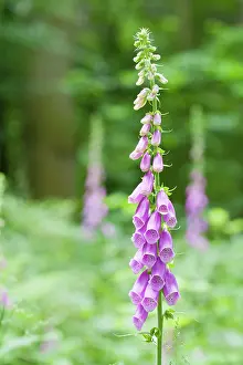 Digitalis: Purple Foxglove