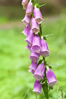 Digitalis: Purple Foxglove