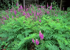 Foxgloves: Purple Foxglove - mass population in forest clearing