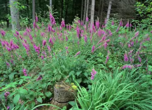 Foxgloves: Purple Foxglove - mass population in forest clearing