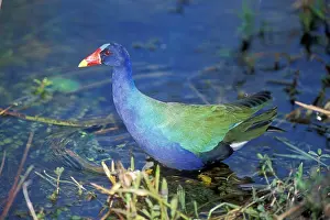 Martinica: Purple GALLINULE
