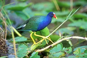 Martinica: Purple GALLINULE