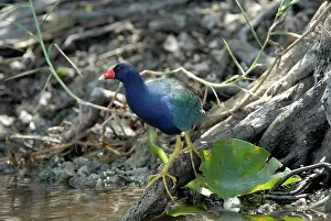 Martinica: Purple Gallinule