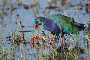 Porphyrio: Purple Gallinule