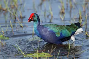 Porphyrio: Purple Gallinule