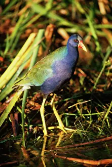 Porphyrio: Purple Gallinule