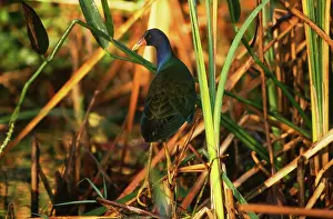 Porphyrio: Purple Gallinule