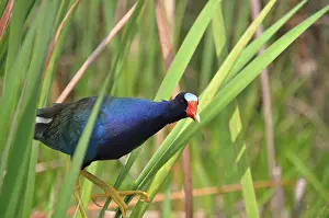 Floridian: Purple Gallinule