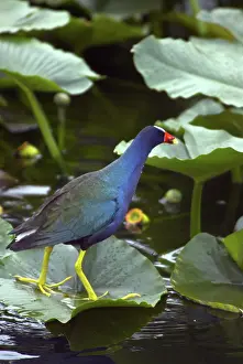 Martinica: Purple Gallinule