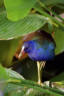 Rallidae: Purple Gallinule