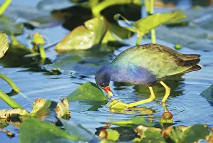 Rallidae: Purple Gallinule