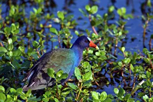Rallidae: Purple Gallinule