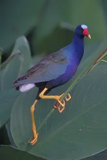 Martinica: Purple Gallinule
