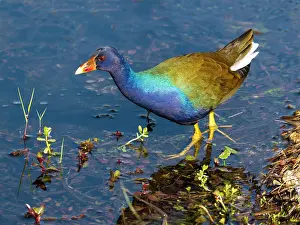 Gallinule: Purple Gallinule
