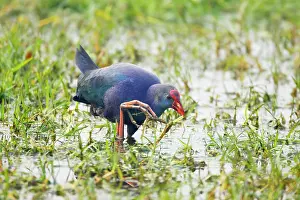 Porphyrio: Purple Gallinule - feeding in wetlands