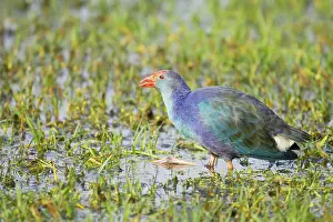 Porphyrio: Purple Gallinule - feeding in wetlands